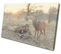 Deer Stag Sunset Nature Animals SINGLE TELA parete arte foto stampa