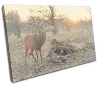 Deer Stag Sunset Nature Animals SINGLE TELA parete arte foto stampa