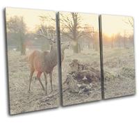 Deer Stag Sunset Nature Animals TREBLE TELA parete arte foto stampa