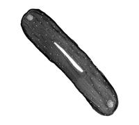 Deft Maker, design pratico, 30/10/1 cm, accessorio elastico per acconciature, facile aggiornamento, per donne e ragazze, principianti e appassionati di