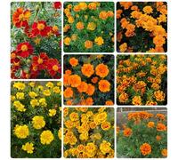 degli studenti, all'aperto d'appartamento esotiche Aiuole rialzate per il giardino varietà antiche biologiche balcone interno serre 600semi