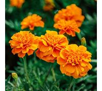 degli studenti, d'appartamento esotiche Aiuole rialzate per il giardino varietà antiche biologiche all'aperto in vaso recisi rare rampicanti 250semi