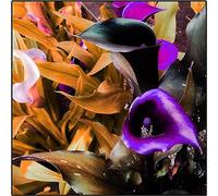 Dei Giardinieri Alle Prime Armi Calle Sembra Nobile Ed Elegante, Bulbi Di Calle, Calle Ha Un Odore Forte E Dolce Giglio, I Calle Sono Adatti Per La Coltivazione, 2bulbs-B