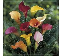 Dei Giardinieri Alle Prime Armi Calle Sembra Nobile Ed Elegante Bulbi Di Calle, Calle Ha Un Odore Forte E Dolce Giglio, I Calle Sono Adatti Per La Coltivazione -2bulbs-E