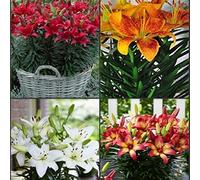 Dei Giardinieri Alle Prime Armi Giglio Sembra Nobile Ed Elegante Bulbi Di Giglio, Giglio Ha Un Odore Forte E Dolce Giglio, I Gigli Sono Adatti Per La Coltivazione -2bulbi-C