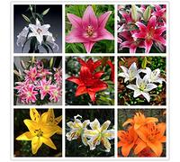 Dei Giardinieri Alle Prime Armi Giglio Sembra Nobile Ed Elegante Bulbi Di Giglio, Giglio Ha Un Odore Forte E Dolce Giglio, I Gigli Sono Adatti Per La Coltivazione -6bulbi-B