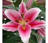 Dei Giardinieri Alle Prime Armi Giglio Sembra Nobile Ed Elegante Bulbi Di Giglio, Giglio Ha Un Odore Forte E Dolce Giglio, I Gigli Sono Adatti Per La Coltivazione -4bulbi-G