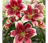 Dei Giardinieri Alle Prime Armi Giglio Sembra Nobile Ed Elegante Bulbi Di Giglio, Giglio Ha Un Odore Forte E Dolce Giglio, I Gigli Sono Adatti Per La Coltivazione -2bulbi-E