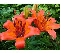 Dei Giardinieri Alle Prime Armi Giglio Sembra Nobile Ed Elegante Bulbi Di Giglio, Giglio Ha Un Odore Forte E Dolce Giglio, I Gigli Sono Adatti Per La Coltivazione -8bulbi-J