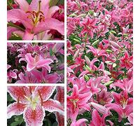 Dei Giardinieri Alle Prime Armi Giglio Sembra Nobile Ed Elegante Bulbi Di Giglio, Giglio Ha Un Odore Forte E Dolce Giglio, I Gigli Sono Adatti Per La Coltivazione -10bulbi-A