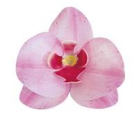 DEKORA Conf. 10 Orchidee in Cialda Decorazioni Commestibili per Torte, Rosa