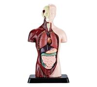 Del Corpo Umano Per Bambini Kit Scientifico Educativo Smontabile Realistico
