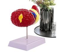 del fegato umano - Modello dettagliato degli di anatomia, display di insegnamento della patologia realistica | Chiaro riferimento anatomico per gli studenti delle scuole di medicina