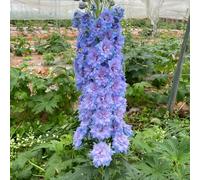 delfinio speronella - giardino roccioso facile curare primaverili i 100semi