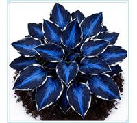 Delicate Hosta di Alta Qualità, Foglie Variegate, Resistenti all’Ombra, Ideali per Aree Ombreggiate.-6rhizome-D