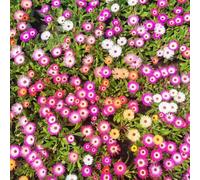 delosperma - balcone coperto 300semi