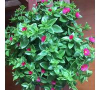 delosperma - coperto balcone rialzato letto 200semi