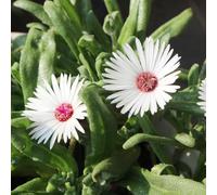 delosperma - semi balcone semi 100pcs