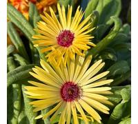 delosperma - semi di decorazioni giardino esterni vaso interno resistenti giardini 200pcs
