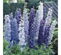 Delphinium Pacific Ibrida Deluxe Miscela x20 semi freschi Seeds ONLY