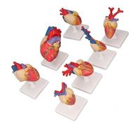 Demeras Modello di Anatomia del Cuore, Fissaggio Magnetico Multiuso Ecologico in 7 Pezzi, Eccellente Modello di Cuore in PVC a Grandezza Naturale con 7 Basi per l'insegnamento in Classe
