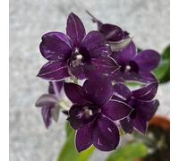 dendrobium ombra autunnali decorazioni resistente al calore 400semi