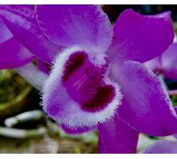 Dendrobium Specie Parishii Scuro Clone 4N Grado Fioritura Orchidea Orchidee