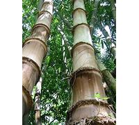 Dendrocalamus Asper Giant Bamboo Dragon Bamboo Seeds