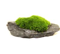 Dennerle Plants Aegagropila Slate Rock - 1 pz.