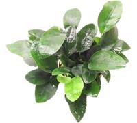 Dennerle Plants Anubias bart. var. nana - Multi Germogli - 1 pz.