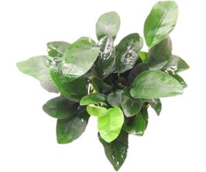 Dennerle Plants Anubias bart. var. nana - Multi Germogli - 1 pz.