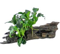Dennerle Plants Anubias Kirin Mini su Nanowood - 1 pz.