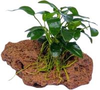 Dennerle Plants Anubias nana Bonsai su Pietra - 1 pz.