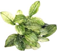 Dennerle Plants Anubias nana Pinto - 1 pz.