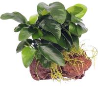 Dennerle Plants Anubias nana su Pietra - 1 pz.