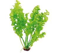 Dennerle Plants Aponogeton ulvaceus - Pianta Tuberosa - 1 pz.