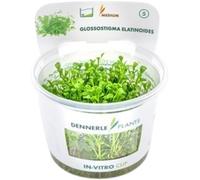 Dennerle Plants Glossostigma elatinoides CUP - 1 pz.