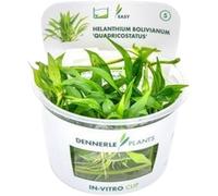 Dennerle Plants Helanthium bolivianum 'Quadricostatus' CUP - 1 pz.