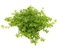 Dennerle Plants Hemianthus glomeratus - 1 pz.