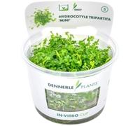 Dennerle Plants Hydrocotyle tripartita 'Mini' CUP - 1 pz.