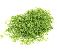 Dennerle Plants Micranthemum tweediei Montecarlo - 1 pz.