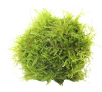 Dennerle Plants Muschio di Giava in Biosphere-Ball - 1 pz.