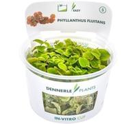 Dennerle Plants Phyllanthus fluitans CUP - 1 pz.