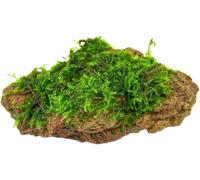Dennerle Plants Pietra con Muschio - 1 pz.