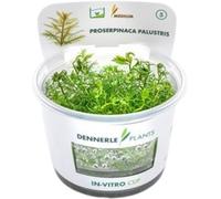 Dennerle Plants Proserpinaca palustris CUP - 1 pz.