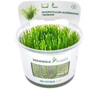 Dennerle Plants Taxiphyllum alternans 'Taiwan' CUP - 1 pz.