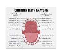 Dental Reference Poster Teeth Anatomy Diagram Educational Chart for Dentist Office Clinic(Framed,12x18inch(30x45cm))