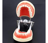 Dental Typodont Modello Articolato, Dental Teaching Study Modello Anatomico Denti Rimovibili Standard Typodont Demonstration Modello Dei Denti, Gwyyeuk, JYLSSKUK