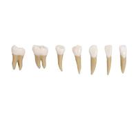 Dentale 1:1 Denti Permanenti Modello Scuola Dimostrazione Studio Pratica Dispositivo