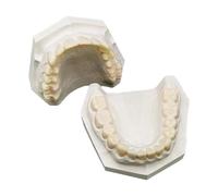 Dentale formazione bocca intonaco mascella superiore e inferiore modello base in gesso resina dente modello per studio didattico (bianco)